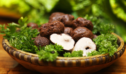 云南松露大量上市 今年雨水充足還有野生菌可吃