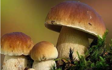 舌尖上的云南野生菌，燃燒著每個吃貨的味蕾