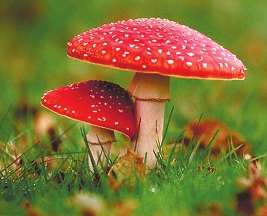 食用野生菌中毒防治知識