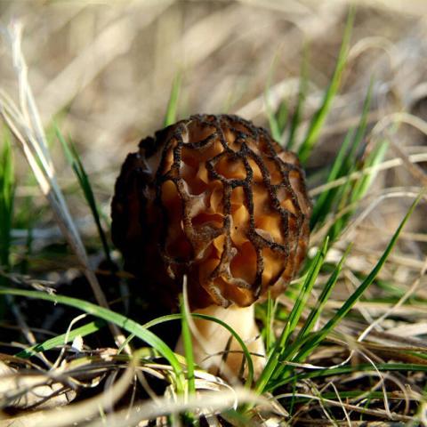 村里一種野生菌，現(xiàn)在逐步減少，一斤600多元價(jià)值很珍貴