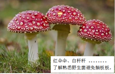 預(yù)防毒蘑菇中毒，這些事你該知道