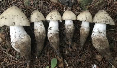 雞樅菌：我是白蟻培養(yǎng)的美味食用菌